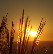 �����Ӿ� ���� �Ļ�